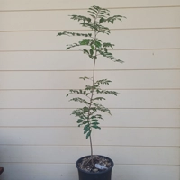 Photo produit - Bois de gaulette