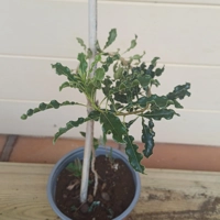 Photo produit - Bois de joli coeur