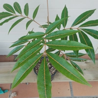 Photo produit - Bois de judas