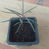 Photo produit - Bois de sable