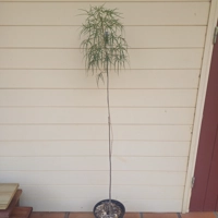 Photo produit - Bois de senteur blanc