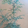 Photo de Bois de sinte.