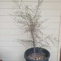 Photo produit - Bois d’huile