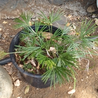 Photo produit - Fougère Latanier