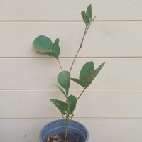 Photo produit - Affouche batard