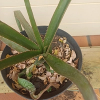 Photo produit - Mazambron