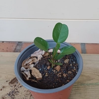 Photo produit - Pattate à Durand