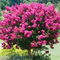 Photo produit - Lilas des Indes