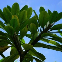 Photo produit - Frangipanier