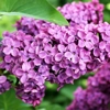 Photo de Lilas.