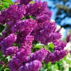 Photo de Lilas.
