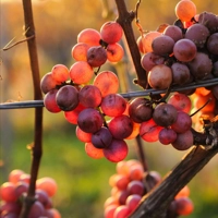 Photo produit - Clairette rosé