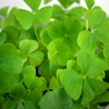 Photo de Oca du Pérou.