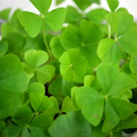 Photo produit - Oca du Pérou