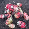 Photo de Oca du Pérou.