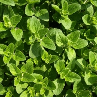 Photo produit - Origan