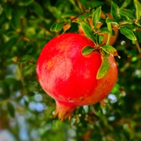 Photo produit - Grenadier