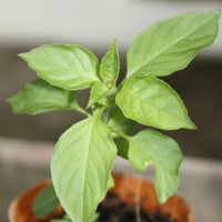 Photo produit - Basilic perpétuel anisé