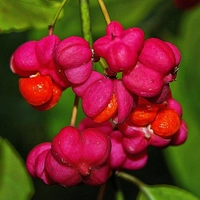 Photo produit - Fusain d'Europe