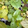Photo de Menthe poivrée.