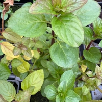 Photo produit - Menthe poivrée