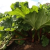 Photo de Rhubarbe.