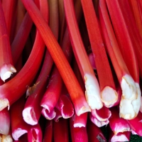 Photo produit - Rhubarbe