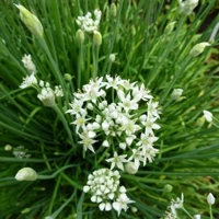 Photo produit - Ciboule de Chine