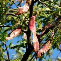 Photo produit - Févier d'Amérique