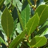 Photo de Laurier sauce.