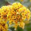 Photo de Buddleia Sungold.