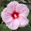Photo de Hibiscus des marais.