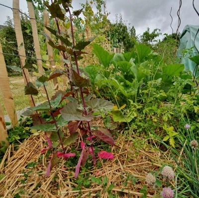 La Permaculture c'est quoi?!!