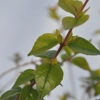 Photo de Abelia "Little Richard".