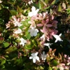 Photo de Abelia "Little Richard".