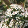 Photo de Aronia Arbutifolia "Brilliant".
