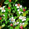 Photo de cotoneaster skogholm.
