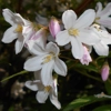 Photo de Deutzia gracilis roseum.
