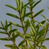 Photo de Hebe Diosmifolia.