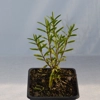 Photo de Hebe Diosmifolia.
