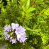 Photo de Hebe Diosmifolia.
