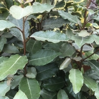 Photo produit - Eleagnus Ebbingei Compact
