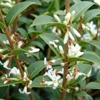 Photo de Osmanthus burkwoodii.