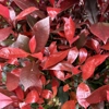 Photo de Photinia Mandarino.