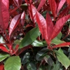 Photo de Photinia robusta compact.