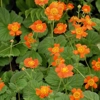 Photo de Geum coccineum Borisii.