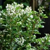 Photo de Escallonia 'Iveyi'.