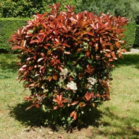 Photo produit - Photinia Rouge